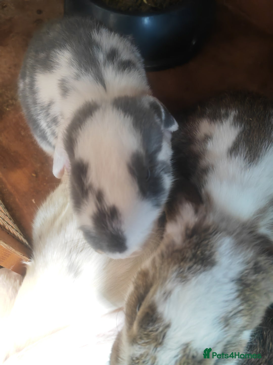 French Lop rabbits for sale: French lop  - Image 6