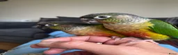 Conures birds for sale: 2 young conures for sale - Advert 1