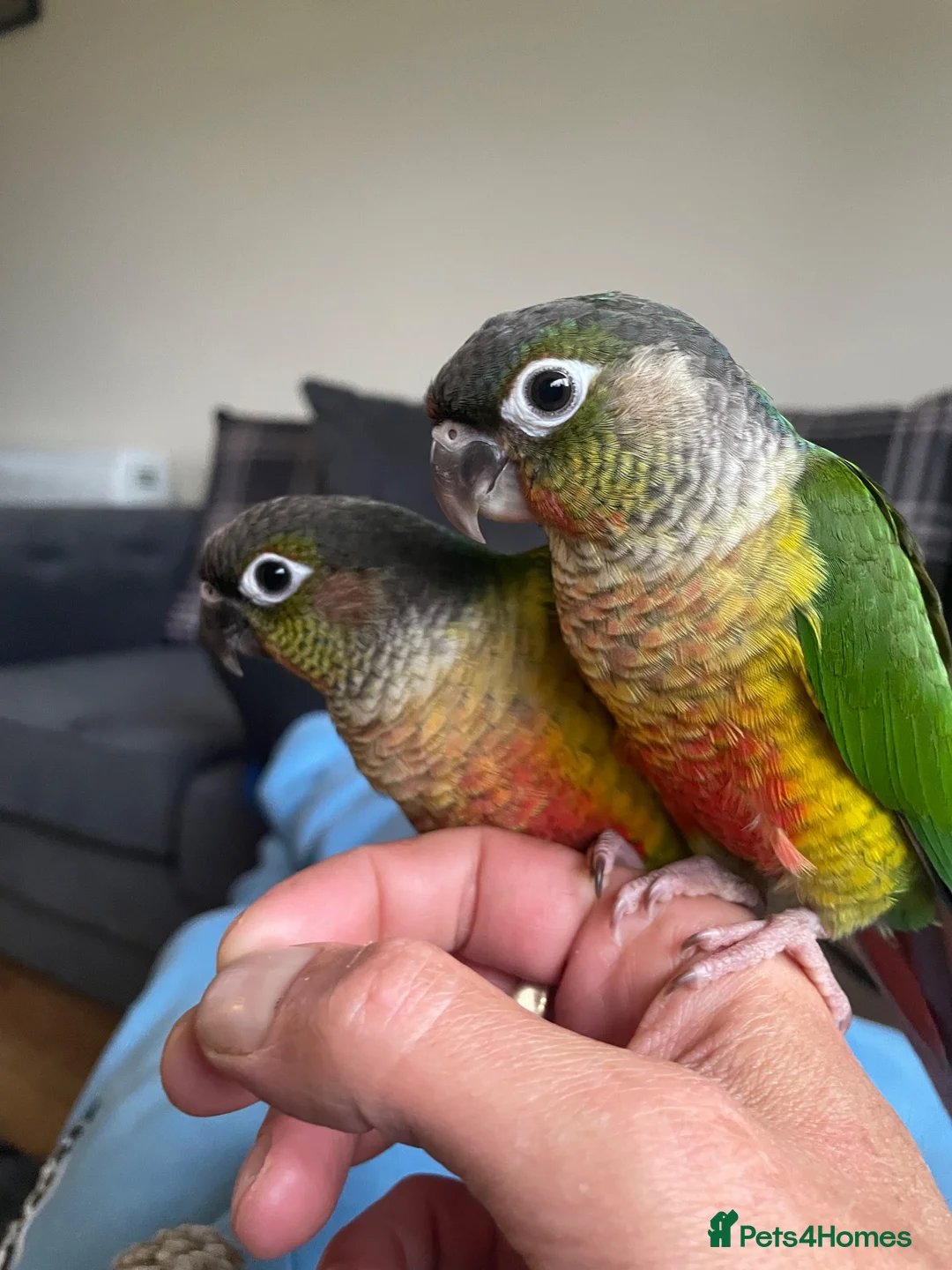 Conures birds for sale: 2 young conures for sale - Advert 1
