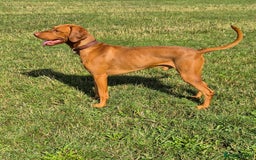 Hungarian Vizsla dogs for sale: KC Reg Hungarian Vizsla Puppies-Imported Lineage - Image 14