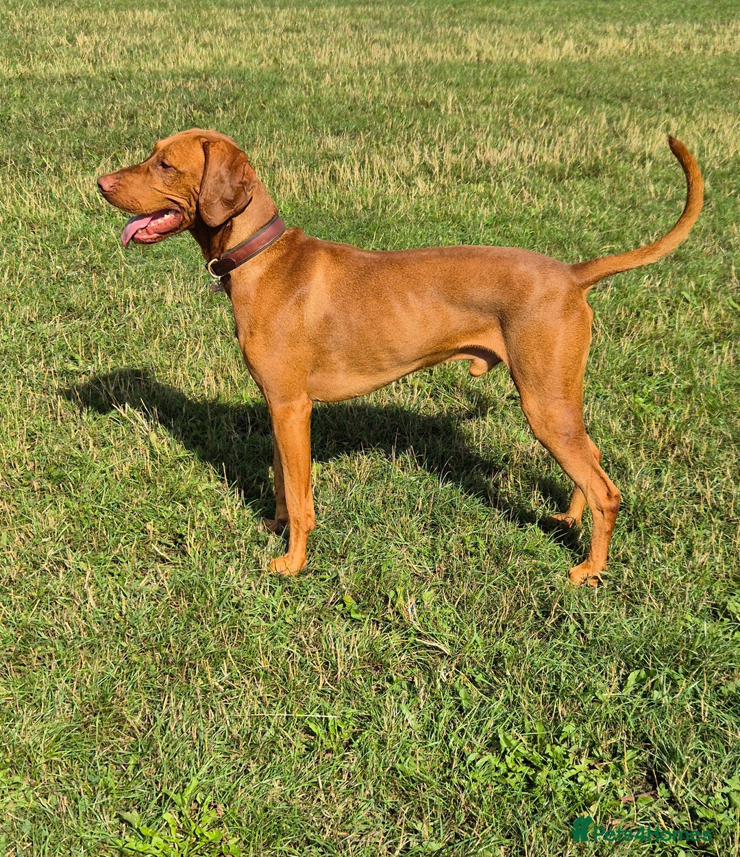 Hungarian Vizsla dogs for sale: KC Reg Hungarian Vizsla Puppies-Imported Lineage - Image 14
