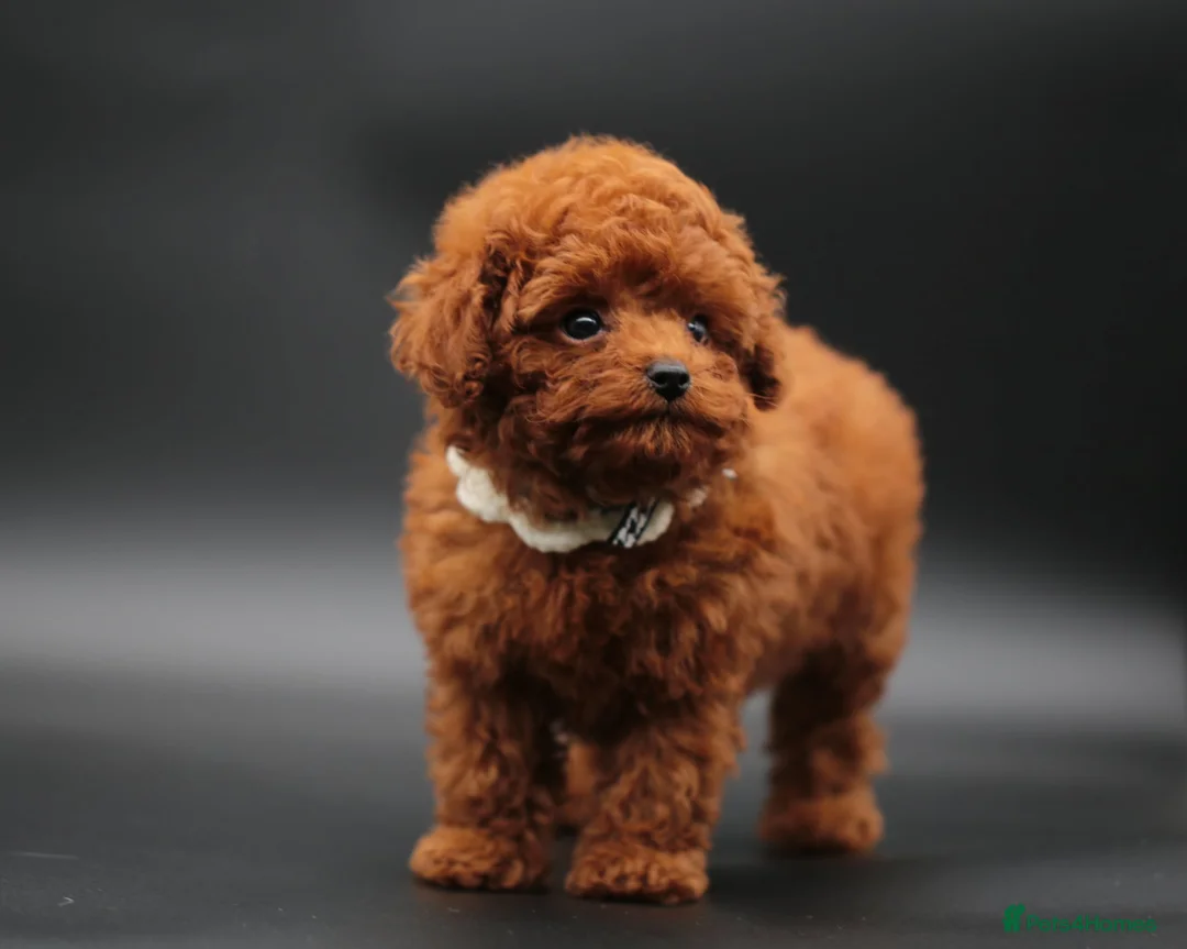 Toy Poodle dogs for sale: Adorable Asian toy poodle boy for sale  - Advert 3