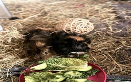 Guinea Pig rodents for sale: 2 Male Guinea Pigs - Image 1