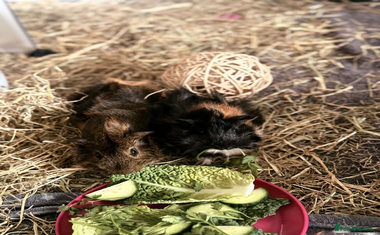 Guinea Pig rodents - Advert 2