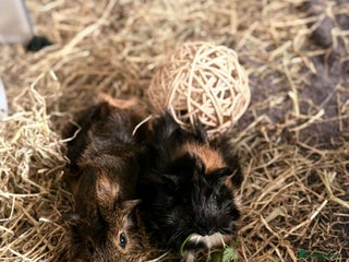 Guinea Pig rodents - Advert 13