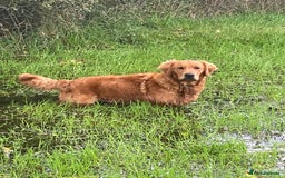Golden Retriever dogs for stud: Working Golden Retriever Stud - Image 3
