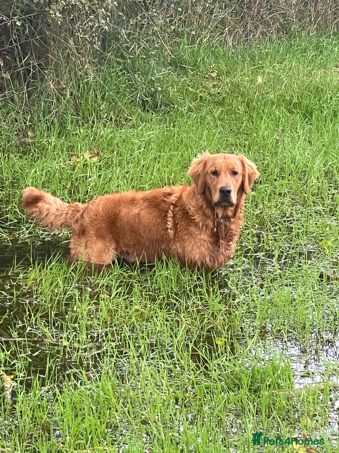 Golden Retriever dogs for stud: Working Golden Retriever Stud - Image 3