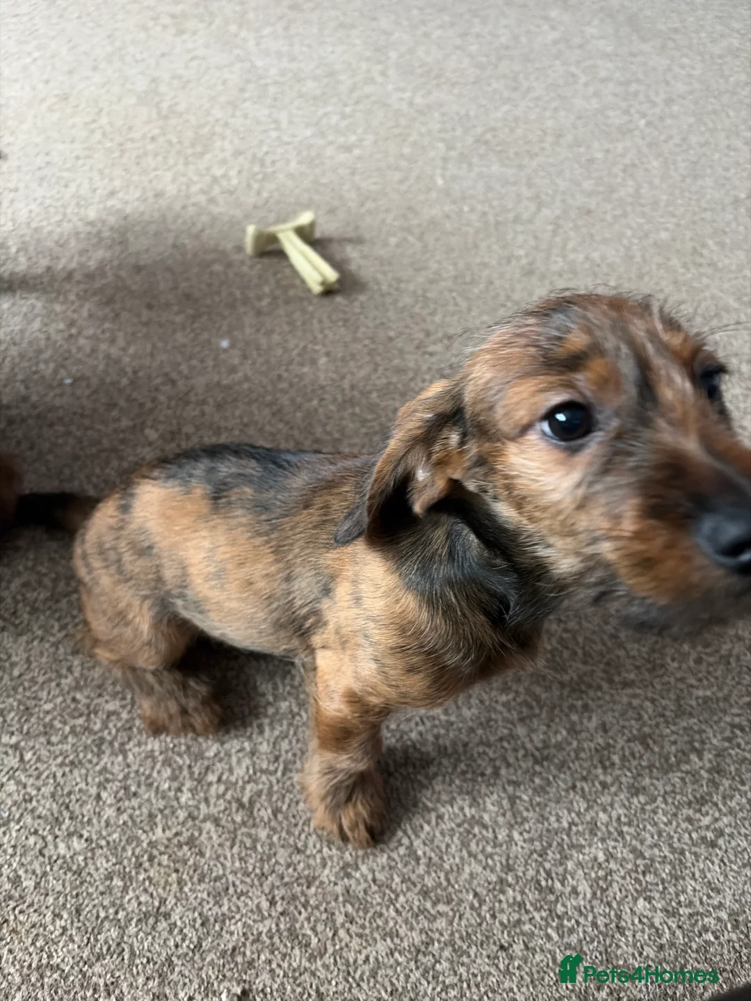 Mixed Breed dogs for sale: Last 2 puppies for sale. Shihpoo x mini dachshund - Advert 3