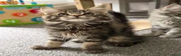 Maine Coon cats for sale: Purebred Maine Coon Kittens.Blue,Black Smoke,Tabby - Advert 16