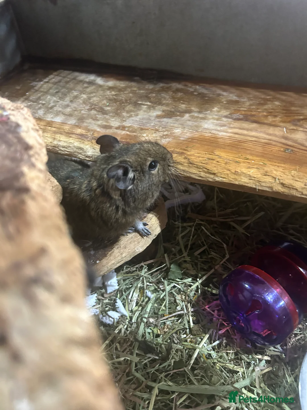 Degus rodents for sale: Pair of male bonded degus - Advert 2