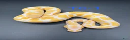 Snake reptiles for sale: Hatchling ball/royal pythons  - Advert 4