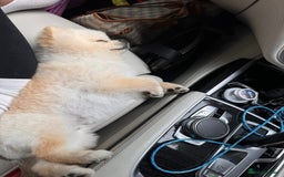 Pomeranian dogs for stud: Fendi - Image 8