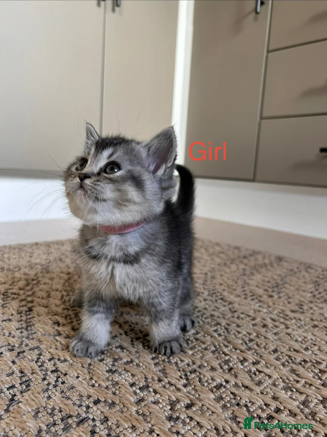 Scottish Fold cats for sale: Lovely , playful kittens looking for home  - Advert 18