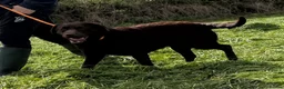 Labrador Retriever dogs for sale: Adult Bitch - Quality KC Chocolate Labrador  - Advert 6