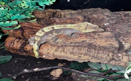 Leopard Gecko reptiles for sale: Leopard & crested geckos - possible a full setup  - Image 7