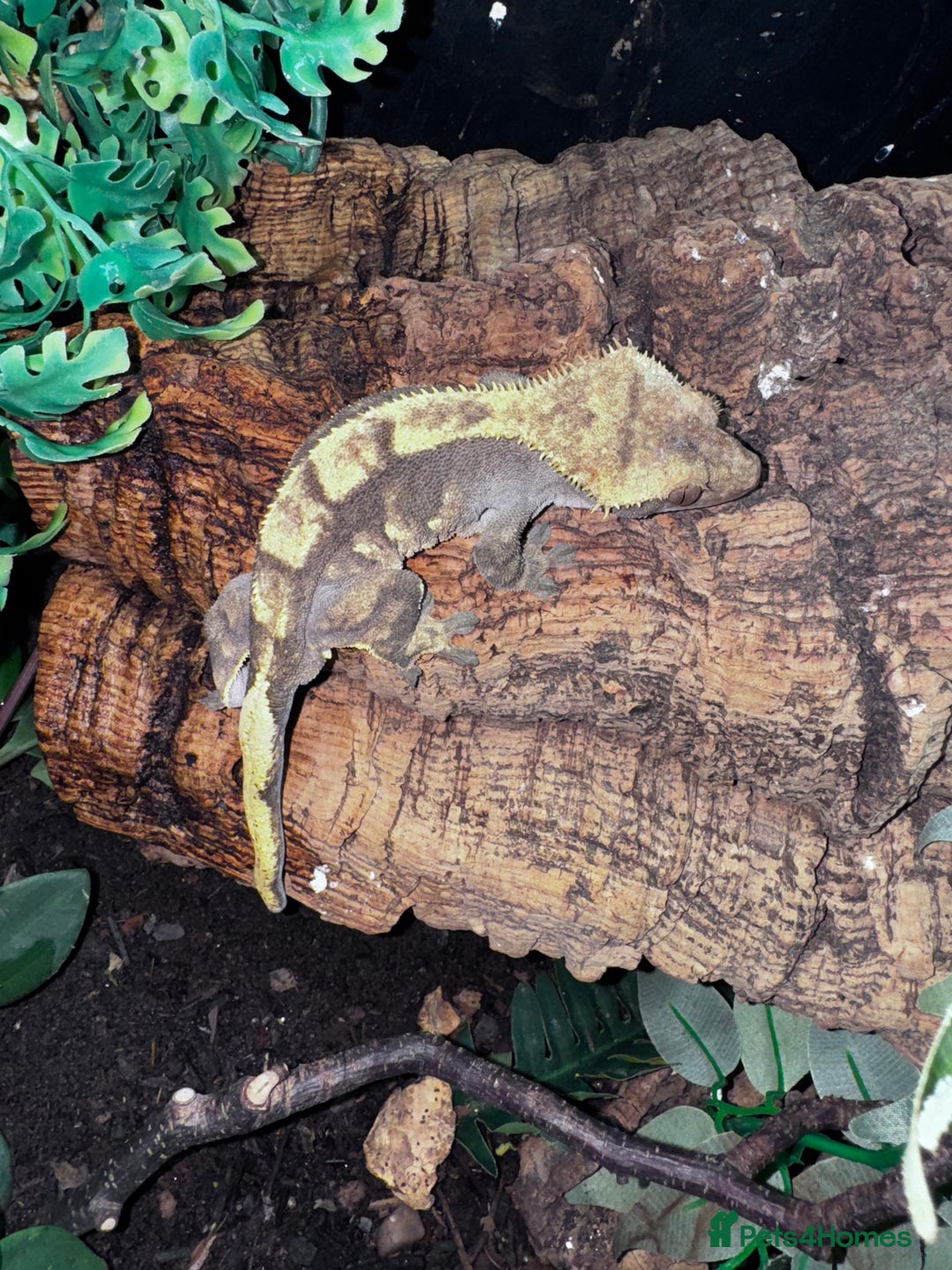 Leopard Gecko reptiles for sale: Leopard & crested geckos - possible a full setup  - Image 7