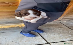 English Springer Spaniel dogs for sale: Beautiful litter of English springer spaniel pups - Image 5