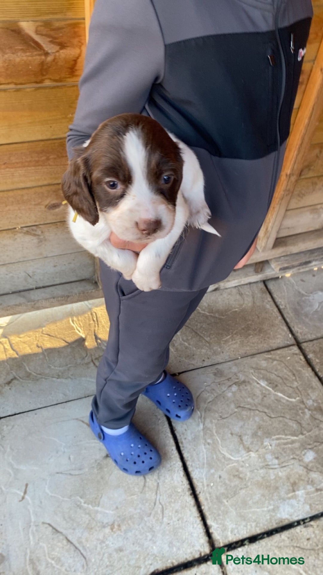English Springer Spaniel dogs for sale: Beautiful litter of English springer spaniel pups - Image 5