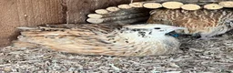 Quail poultry for sale: XL Giant Jumbo Italian Quail Hatching Eggs sexab  - Advert 4