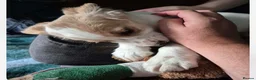 Cocker Spaniel dogs for sale: Working Cocker Spaniels - Advert 13