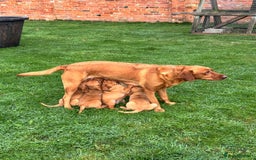 Labrador Retriever dogs for sale: Fox Red Labrador’s  - Advert 8