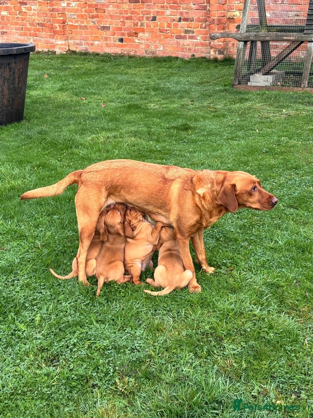 Labrador Retriever dogs for sale: Fox Red Labrador’s  - Advert 8