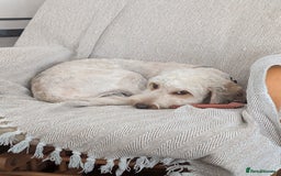 Cockapoo dogs for sale: 1 year old Cockapoo - Image 1