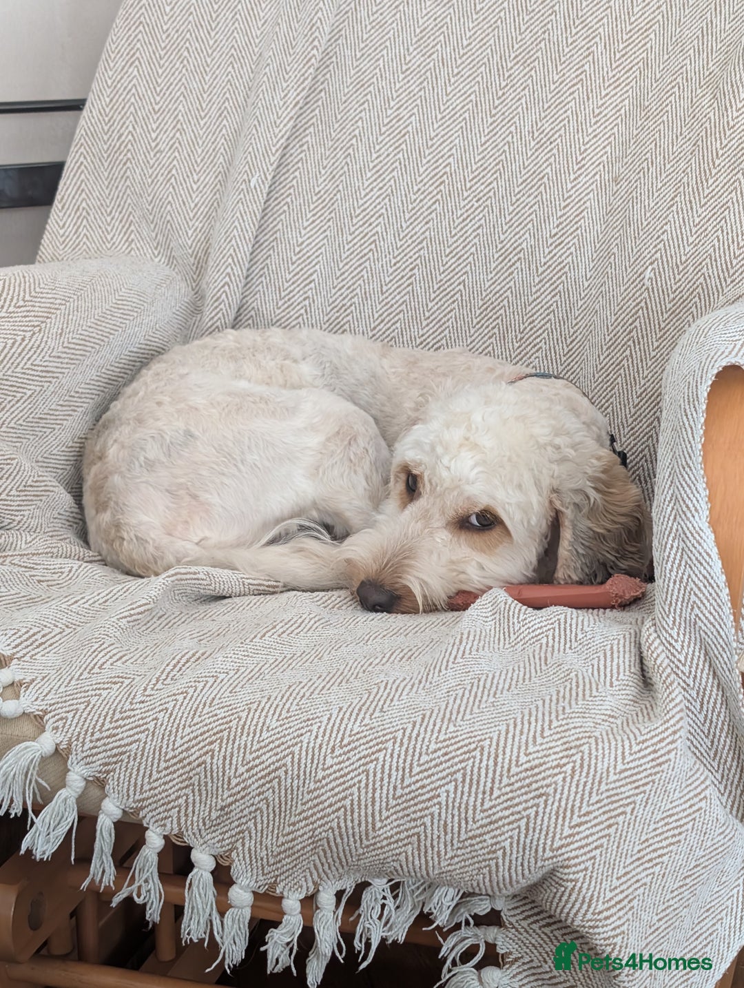Cockapoo dogs for sale: 1 year old Cockapoo - Image 1