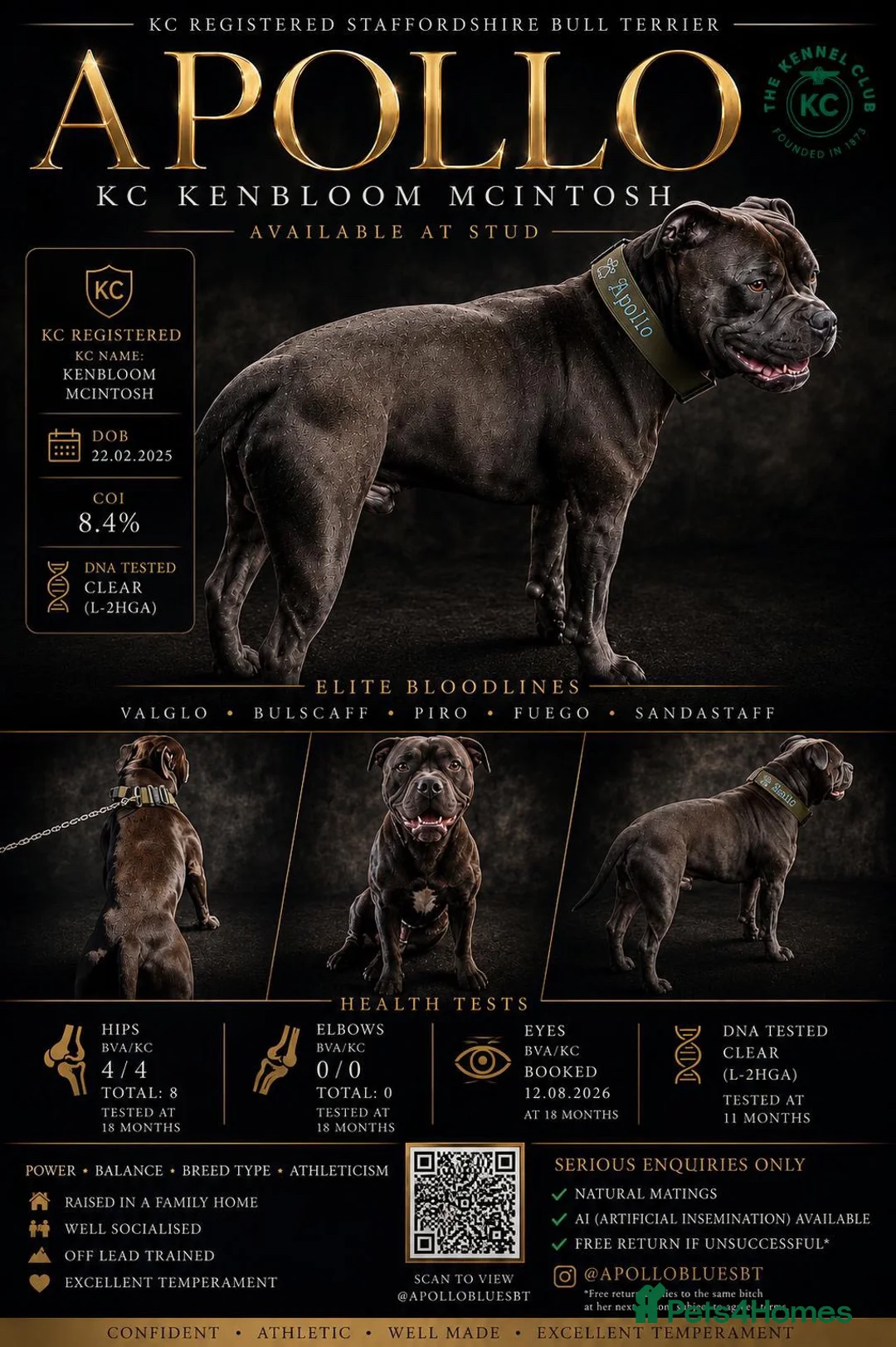 Staffordshire Bull Terrier dogs for sale: 3 Male Blue staff pups - Advert 10