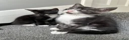 Mixed Breed cats for sale: Gorgeous Siblings Looking for Their Forever Homes - Advert 10