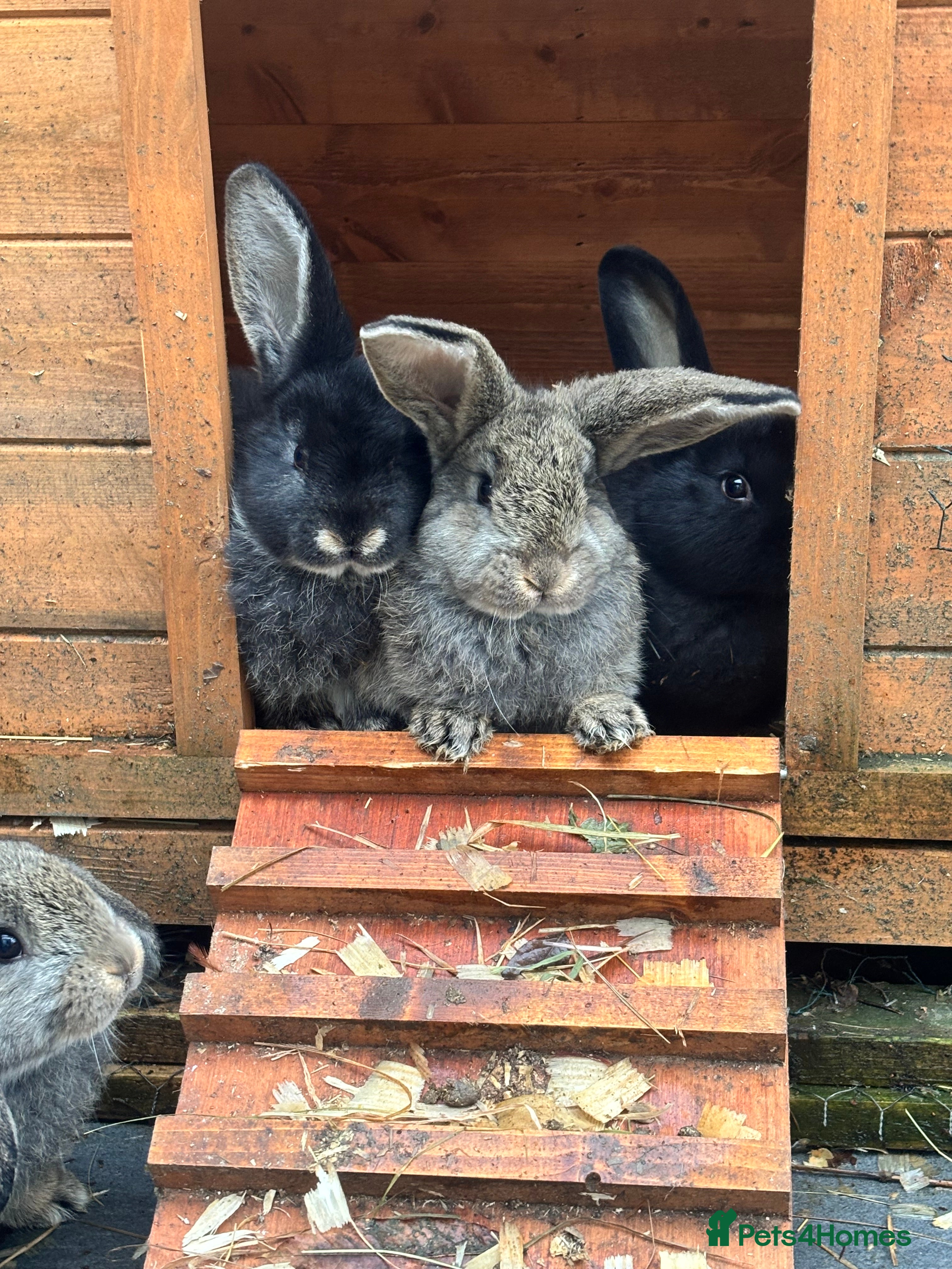 New Zealand rabbits New Zealand lops  - Advert 1