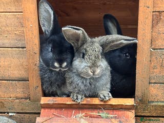 New Zealand rabbits New Zealand lops - Advert 1