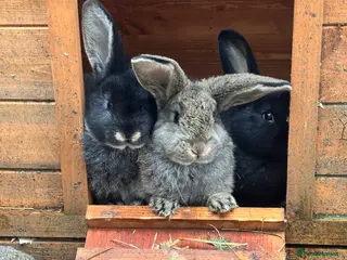 New Zealand rabbits New Zealand lops - Advert 18