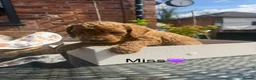 Mini Goldendoodle dogs for sale: Outstanding Goldendoodle puppies  in Whitchurch - Advert 12
