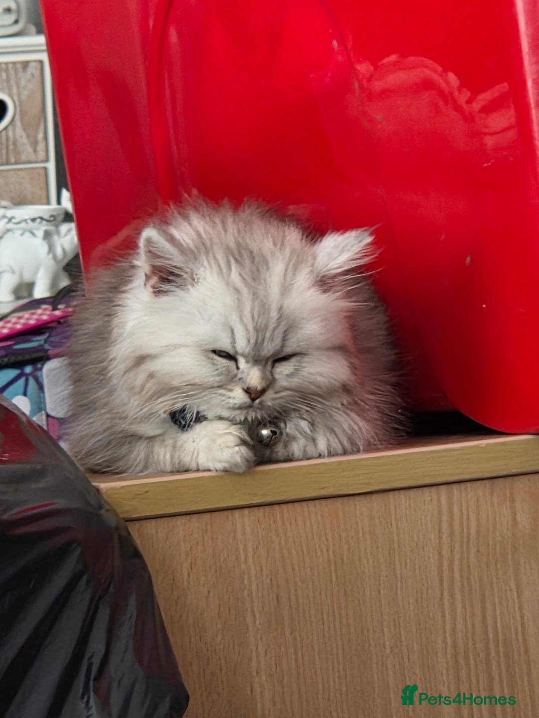 Maine Coon cats for sale: Gorgeous maine coon - Image 6