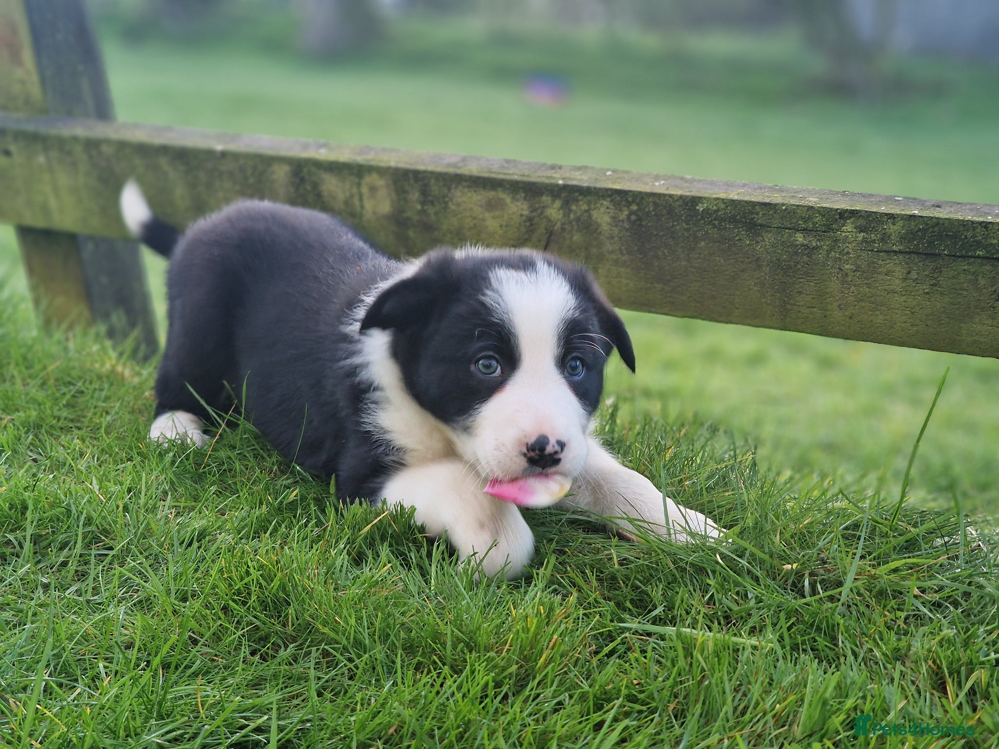 Border Collie dogs Stunning Border Collie Puppies - Advert 4