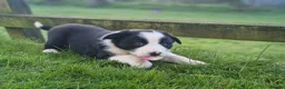 Border Collie dogs for sale: Stunning Border Collie Puppies - Advert 6