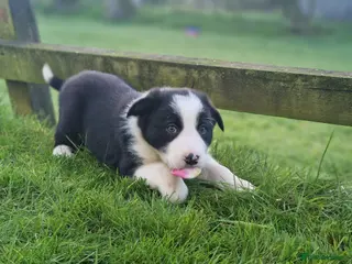 Border Collie dogs Stunning Border Collie Puppies - Advert 4