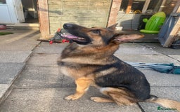 German Shepherd dogs for stud: German shepherd stud  - Image 2