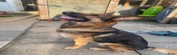 German Shepherd dogs for stud: German shepherd stud  - Advert 2