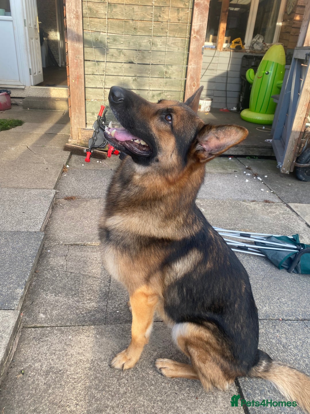 German Shepherd dogs for stud: German shepherd stud  - Image 2