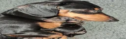 Miniature Dachshund dogs for sale: Stunning Dachshund pups *Ready now* - Advert 3