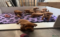Labrador Retriever dogs for sale: Beautiful Red Fox Labrador Pups – 4 Boys & 4 Girls - Image 1