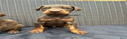Dobermann dogs for sale: Beautiful family dobermans * 3 pups left * - Advert 2