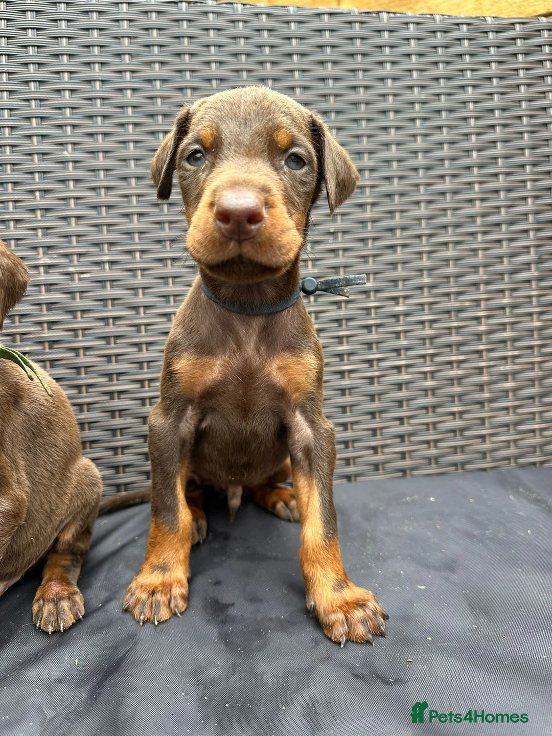 Dobermann dogs for sale: Beautiful family dobermans * 3 pups left * - Advert 2