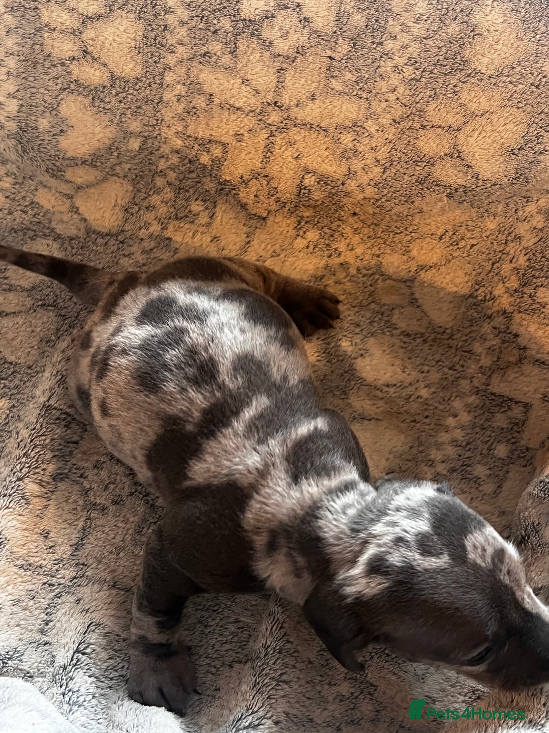 Miniature Dachshund dogs for sale: Miniature dachshund  - Image 22
