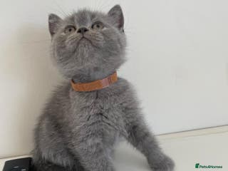 Scottish Fold cats Very Friendly Kittens, Pedigree Scottish Fold - Advert 5
