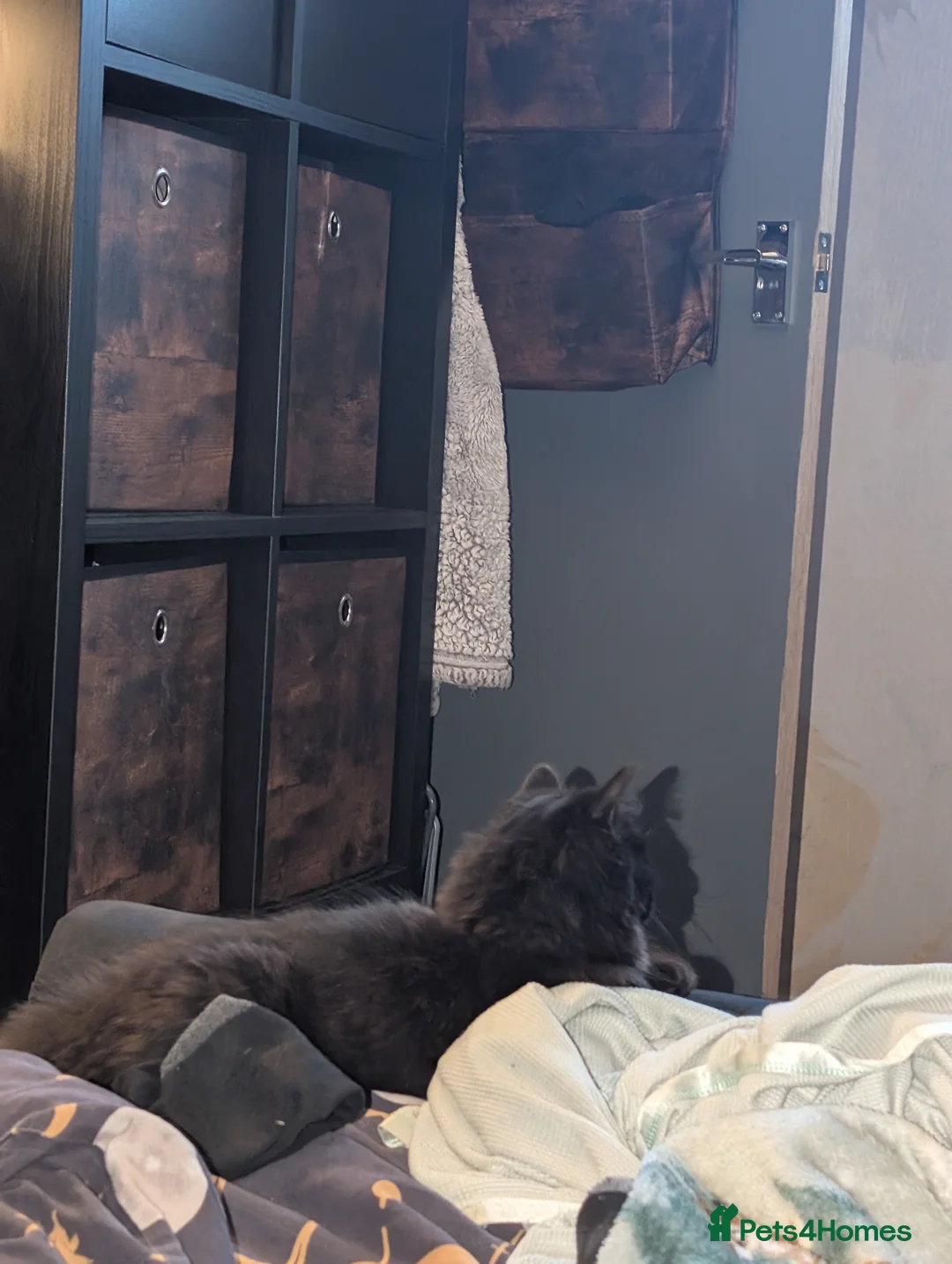 Mixed Breed cats for sale: Black Maine Coon X Bengle (READ DESCRIPTION) - Advert 3