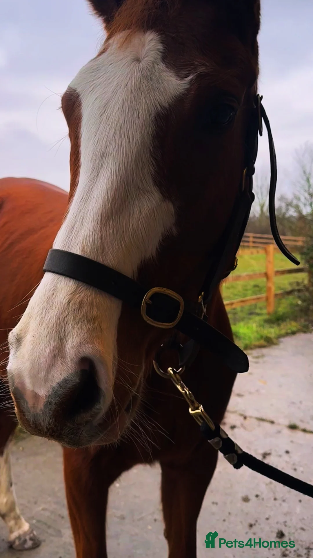 English Thoroughbred horses for sale: Flashy lovely 4yo mare - Advert 4