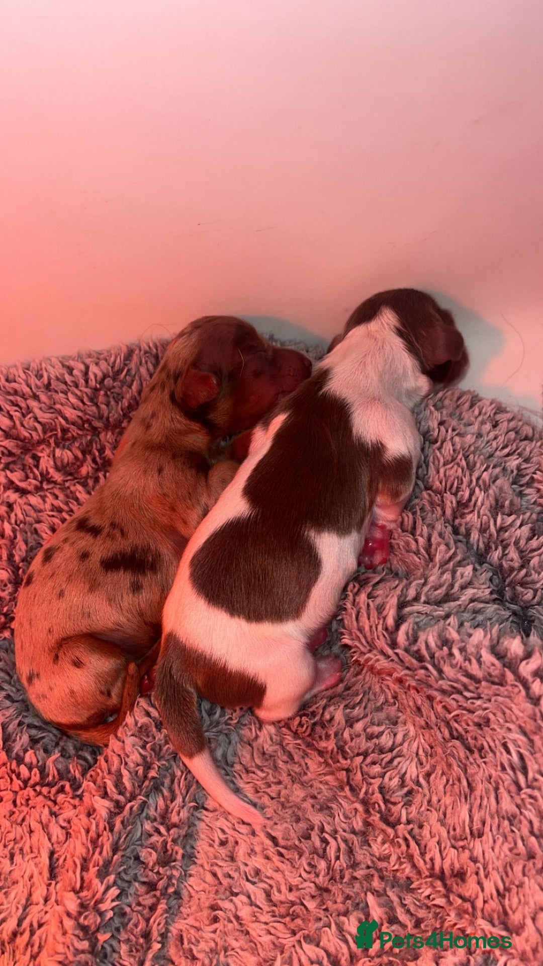 Miniature Dachshund dogs for sale: KC Reg Long-Haired Miniature Dachshund Puppies  - Advert 21